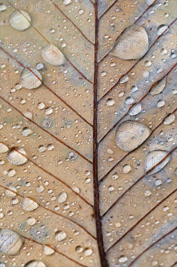Pontine or Armenian oak (Quercus pontica)