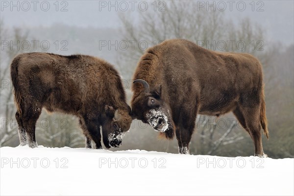 European bison or wisent (Bison bonasus)