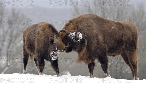 European bison or wisent (Bison bonasus)