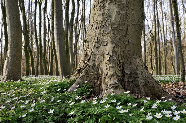 Sycamore maple (Acer pseudoplatanus)