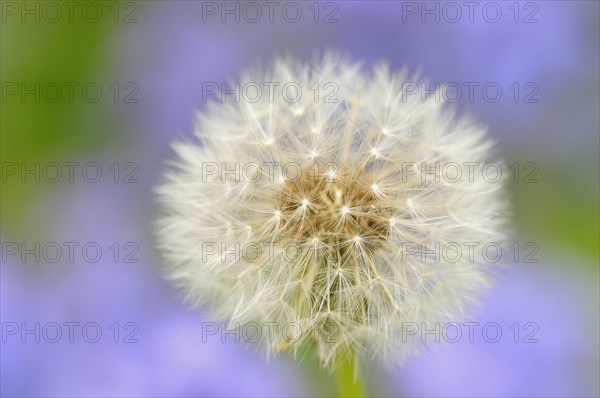 Dandelion (Taraxacum sect. Ruderalia)