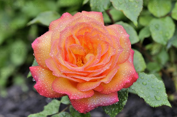 Hybrid tea rose