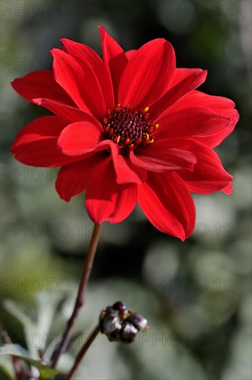 Dahlia (Dahlia)
