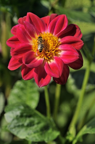 Garden dahlia (Dahlia pinnata)