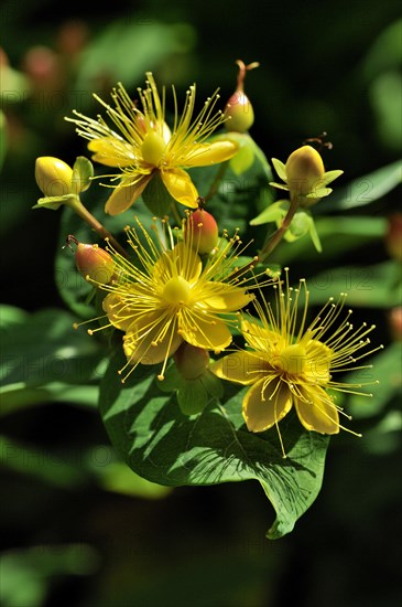 St. John's wort (Hypericum inodorum)