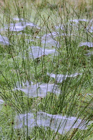 Cobwebs with morning dew between Compact rushes (Juncus conglomeratus)