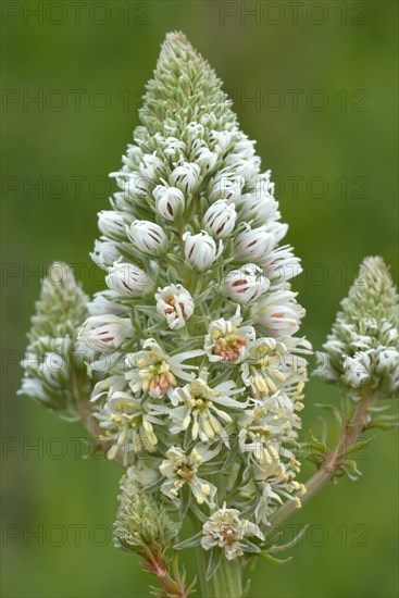 White Mignonette (Reseda alba)