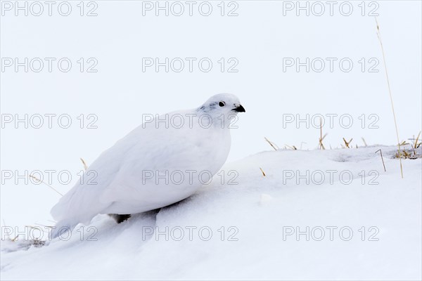Rock ptarmigan (Lagopus mutus)