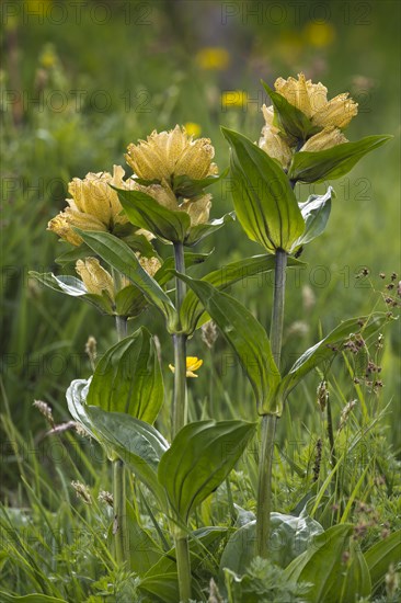 Spotted Gentian (Gentiana punctata)