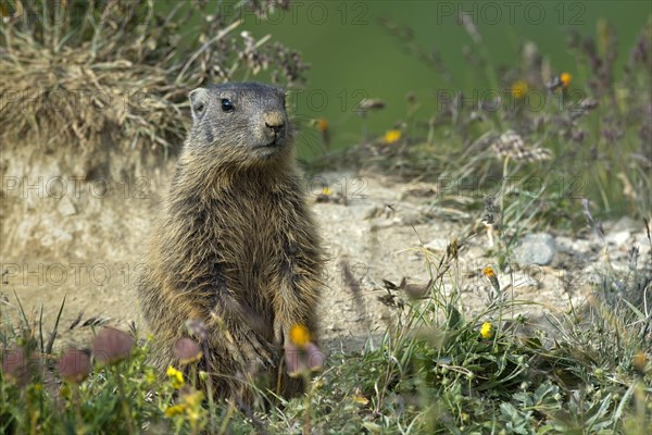 Alpine marmot (Marmota marmota)