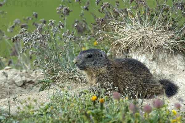 Alpine marmot (Marmota marmota)