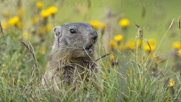 Alpine marmot (Marmota marmota)