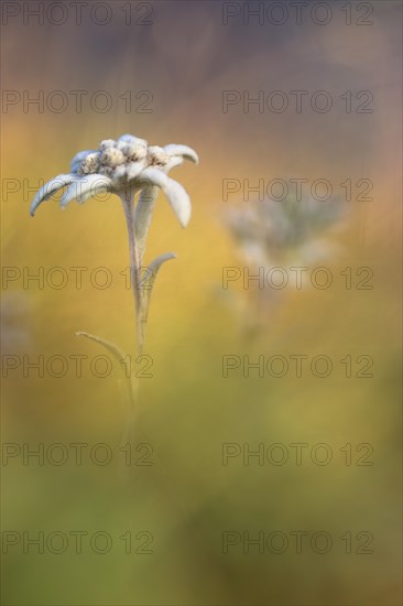 Edelweiss (Leontopodium nivale)