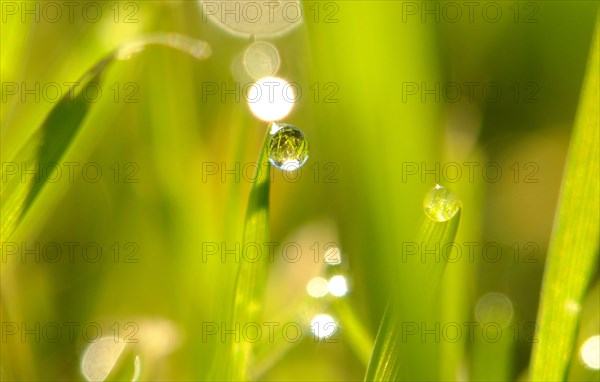 Grass with dew drop
