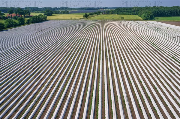Asparagus field asparagus embankments covered with white plastic sheets