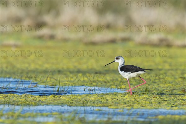Black-winged Stilt (Himantopus himantopus)
