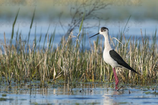 Black-winged Stilt (Himantopus himantopus)