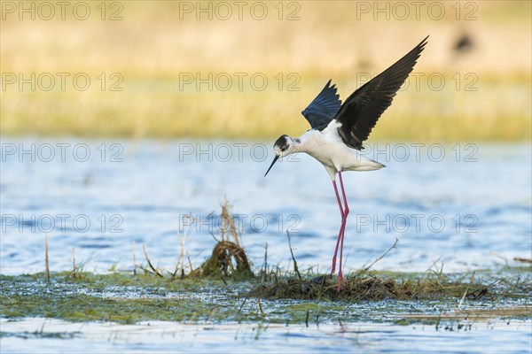 Black-winged Stilt (Himantopus himantopus) landing on nest