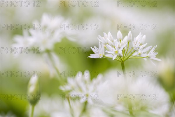 Wild garlic (Allium ursinum)