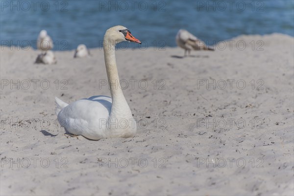 Mute Swan (Cygnus olor) resting in the sand on the beach