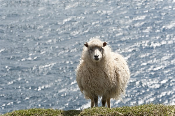 White Sheep above the sea