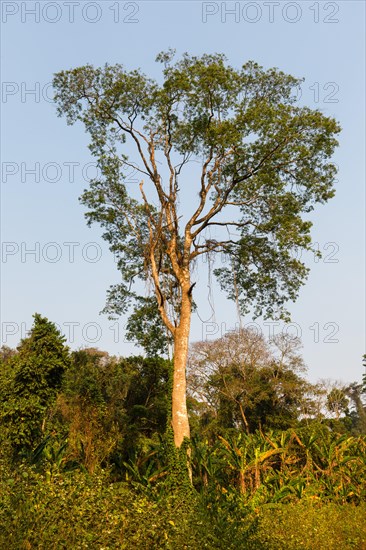 Tropical vegetation