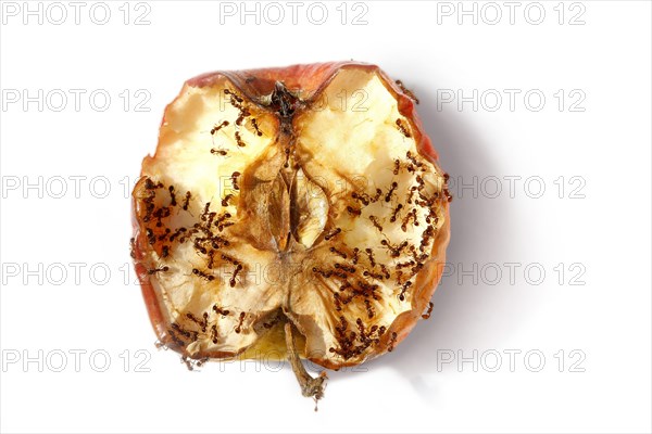 Ants crawling on half a rotting apple