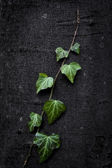 Ivy (Hedera helix) on beech trunk (Fagus)