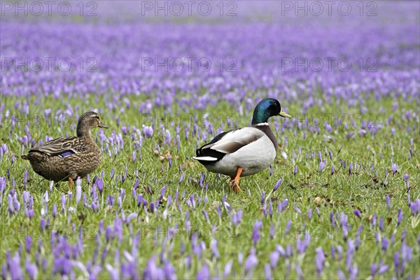 Entenpaar walking through meadow with crocuses (Crokus)