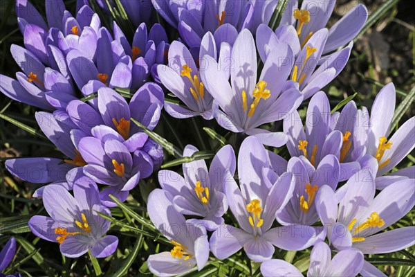 Purple crocuses (Crokus)