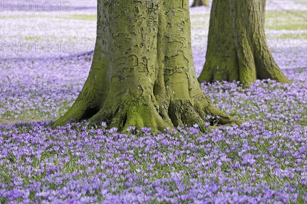 Crocus (Crokus)