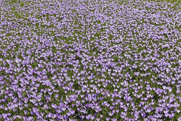 Meadow with crocuses (Crokus)