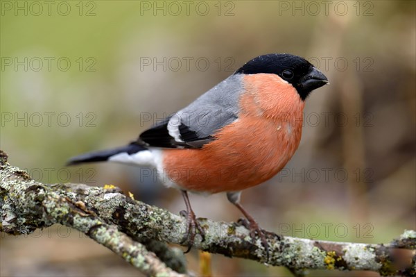Eurasian bullfinch (Pyrrhula pyrrhula)