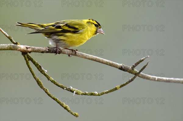 Eurasian Siskin (Carduelis spinus) sitting on branch