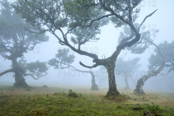 Old laurel forest or Laurissilva Forest