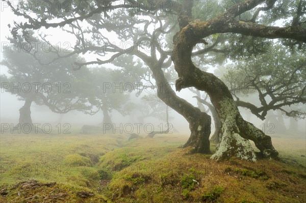 Old laurel forest or Laurissilva Forest