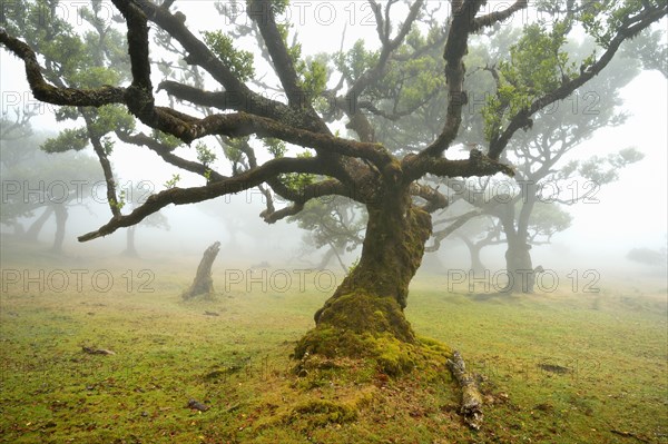 Old laurel forest or Laurissilva Forest