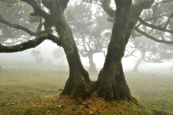 Old laurel forest or Laurissilva Forest