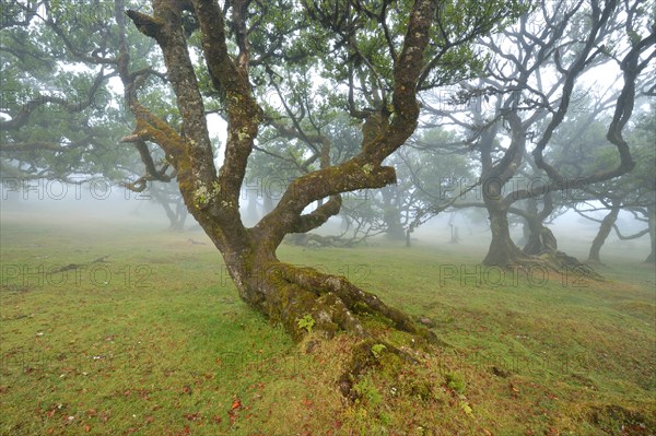 Old laurel forest or Laurissilva Forest