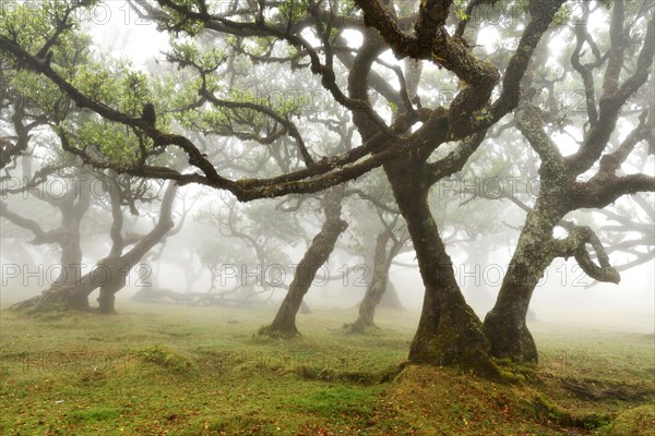 Old laurel forest or Laurissilva Forest