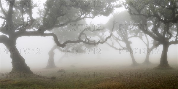 Old laurel forest or Laurissilva Forest