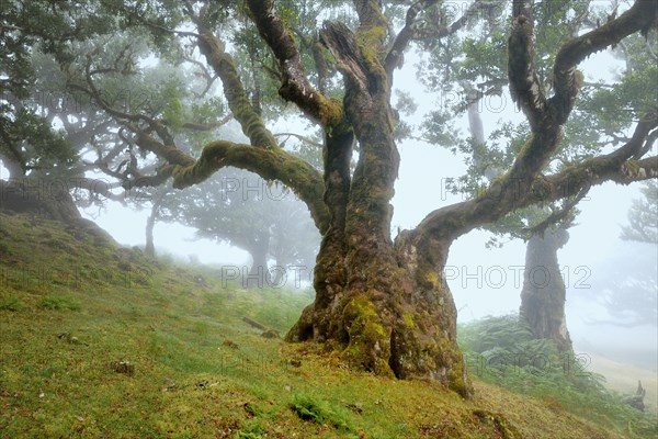 Old laurel forest or Laurissilva Forest