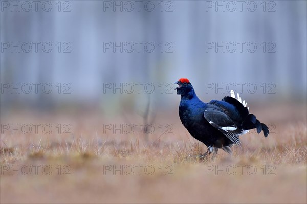Black grouse