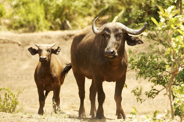 Cape buffalo (Syncerus caffer) with calf