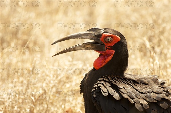 Ground hornbill (Bucorvus sp.)