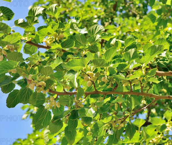 White mulberry (Morus alba)
