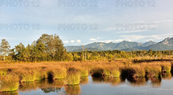 Bog pond with lakeshore bulrushes (Schoenoplectus lacustris)