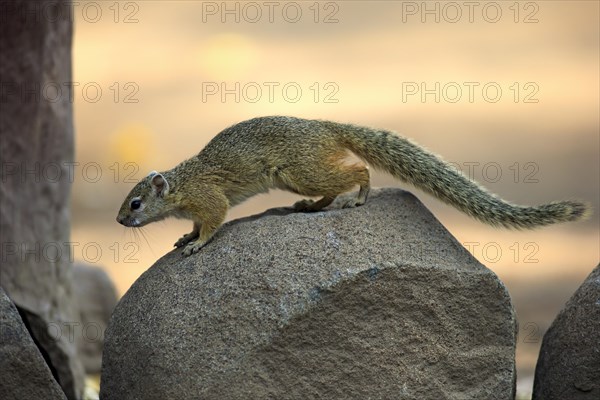 Smith's Bush Squirrel (Paraxerus cepapi)