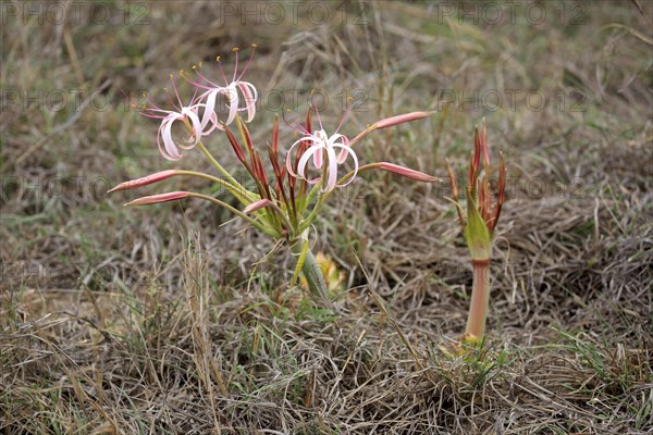 Flowering South African Crinum Lily (Crinum buphanoides)