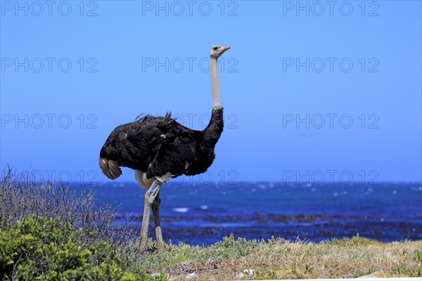 South African Ostrich (Struthio camelus australis)
